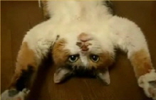upside-down-cat